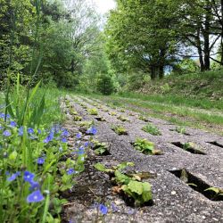 Grünes Band - blühender Kolonnenweg