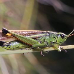 Die Sumpfschrecken brauchen Feucht- und Nasswiesen, welche in der Vergangenheit vielfach trockengelegt wurden. Heute sind diese Lebensräume zudem oft durch Nutzungsaufgabe bedroht. Die schöne Heuschrecke ist deshalb in Thüringen gefährdet.