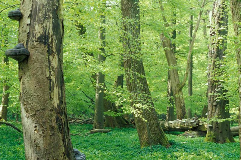 Lebensraum Buchenwald