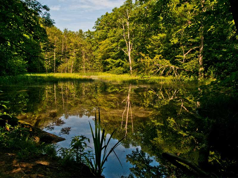Am Hünenteich im Nationalpark Hainich