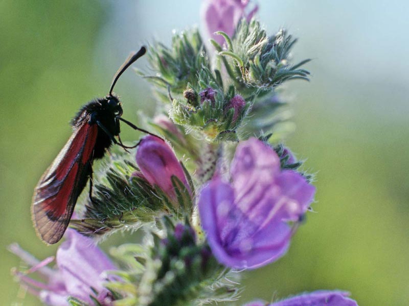 Naturparkweg Leine Werra - Thymian-Widderchen ( Zygaena purpuralis ) an Blauem Natterkopf