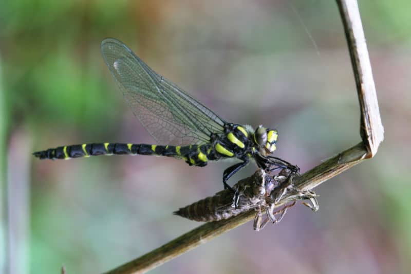 Gestreifte Quelljungfer - Cordulegaster bidendata
